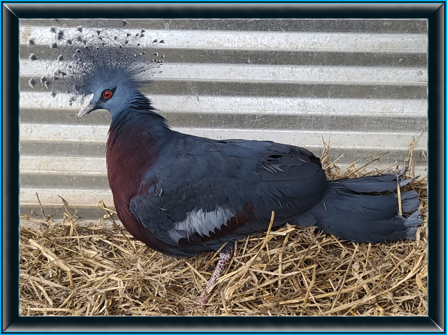 Victorian Crowned Pigeon
